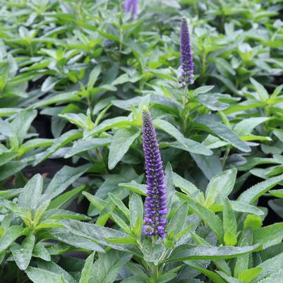 Veronica longifolia Skyward Blue