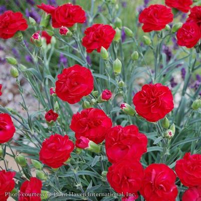 Dianthus Passion